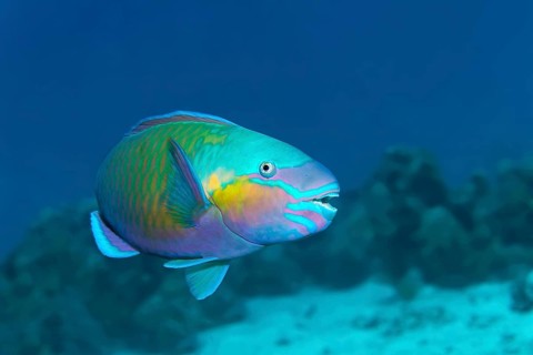 Bullethead parrotfish (Chlorurus sordidus)