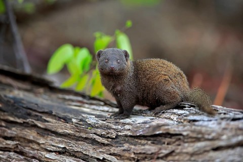 Dwarf mongoose (Helogale parvula)