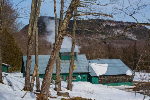 Sugarhouse in spring with buckets on Maple trees