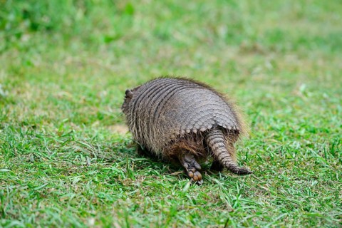 Big hairy armadillo (Chaetophractus villosus)