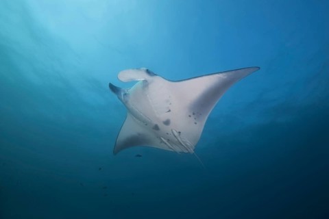 Reef Manta Ray (Mobula alfredi