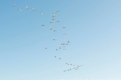 Flock of birds