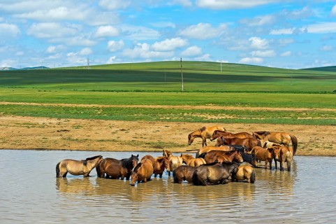 A herd of horses (Equus) seeks cooling in a pond