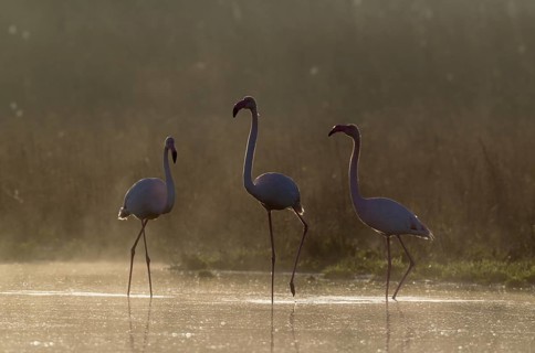 Greater Flamingo (Phoenicopterus roseus)
