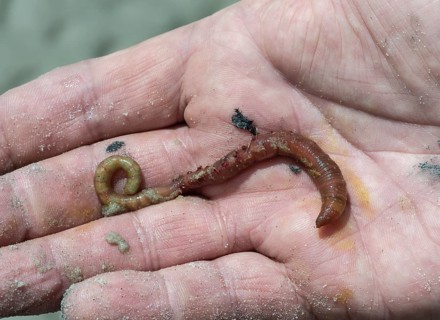 Lugworm (Arenicola marina)