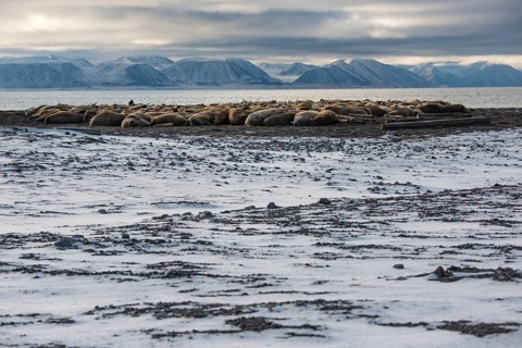 Walruses (Odobenus rosmarus)