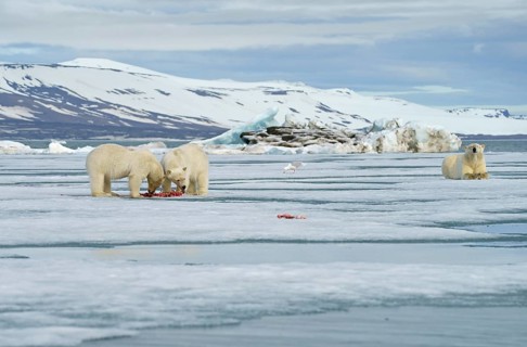 Polar bears (Ursus maritimus)