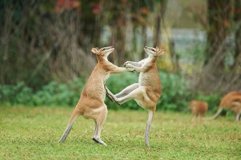 Agile wallabies (Macropus agilis)