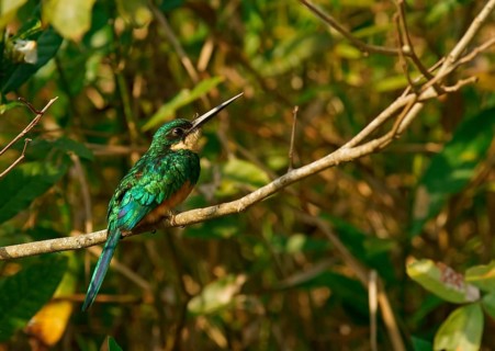 Rufous-tailed jacamar (Galbula ruficauda) sits on branch