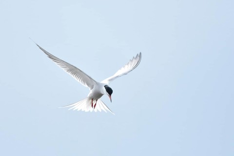 Common tern (Sterna hirundo) hunting in the shaking flight