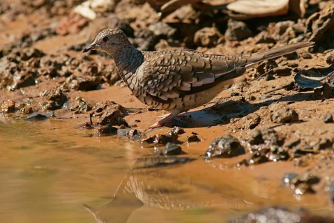 Scaled dove (Scardafella squammata)
