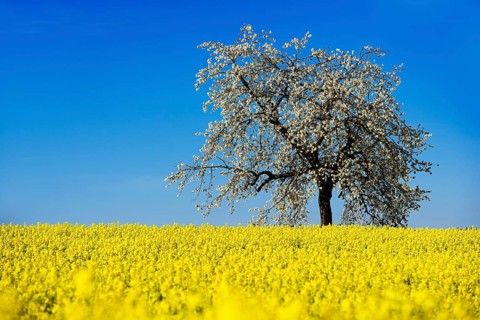 Rapeseed fields and blossoming cherry trees near Stucht