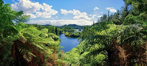 Silver Tree ferns (Cyathea dealbata) with lake Lake Mangamahoe in tropical rainforest
