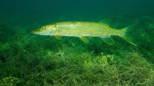 Pike (Esox lucius) floats over dense aquatic plants