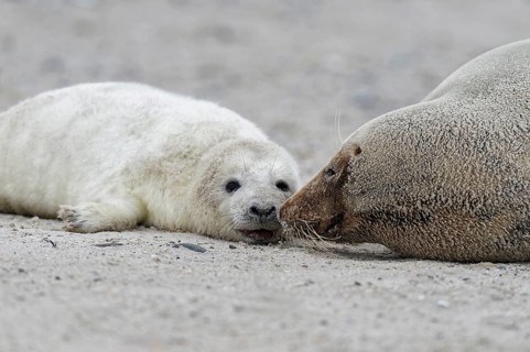 Grey seals (Halichoerus grypus)