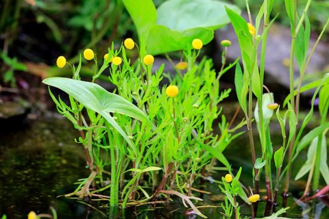 Brass buttons (Cotula coronopifolia)