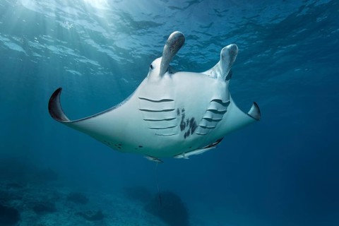 Reef manta ray (Manta alfredi)