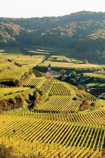 Village in the vineyards in autumn