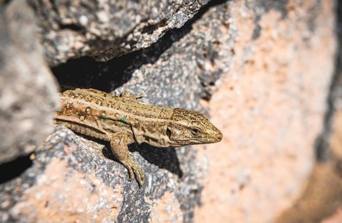 Canarian Lizard (Gallotia galloti) looks out from rock ledge