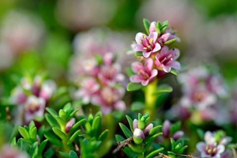 Sea milkwort (Glaux maritima)