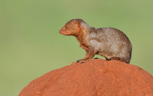Dwarf mongoose (Helogale parvula) on a termite hill