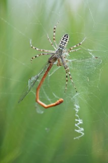 Wasp spider (Argiope bruennichi) with small red damselfly (Ceriagrion tenellum) as prey in spider web
