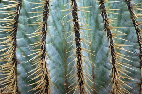 Echinocactus (Echinocactus)