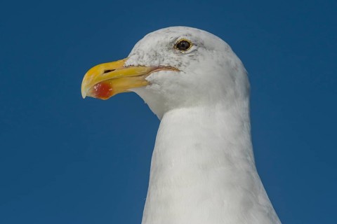 Kelp Gull (Larus dominicanus)