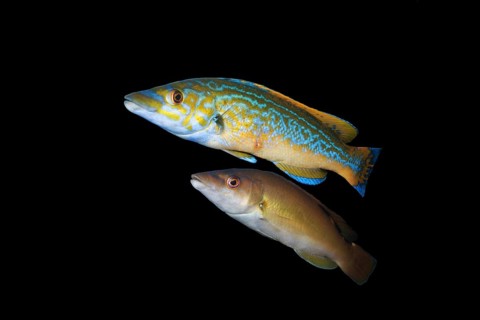 Male and female Cuckoo wrasse (Labrus mixtus)