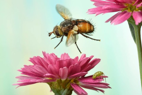 Tachina fera (Tachina fera)