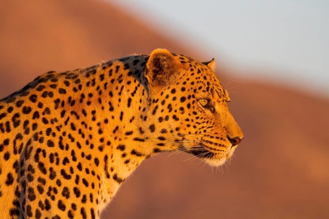 Leopard (Panthera pardus)