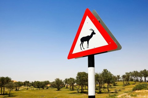 Game crossing shield with roe deer