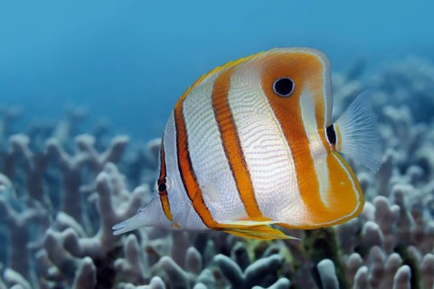 Copperband Butterflyfish (Chelmon rostratus)