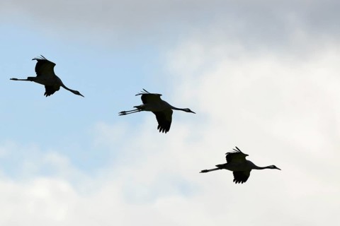 Cranes (Grus grus) in flight