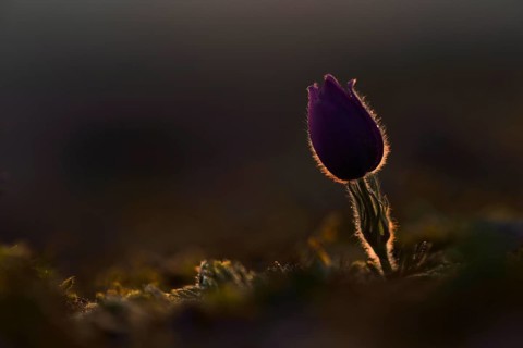 Silhouette
