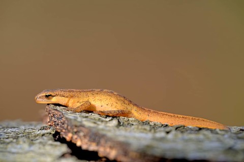 Palmate newt (Lissotriton helveticus)