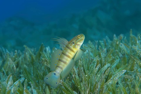 Whitelined Goby (Amblygobius albimaculatus) protects nest built in the seagrass