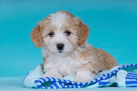 Havanese