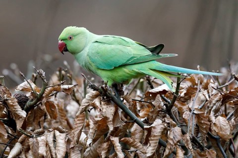 Rose-ringed parakeet (Psittacula krameri) on a dry beech hedge