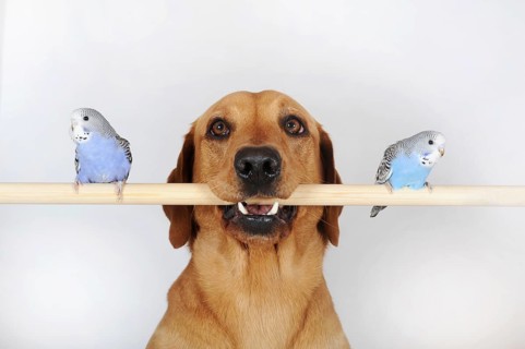 Labrador Retriever