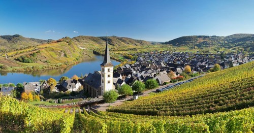 Vineyard at Moselleschleife near Bremm