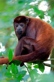 Venezuelan red howler (Alouatta seniculus)