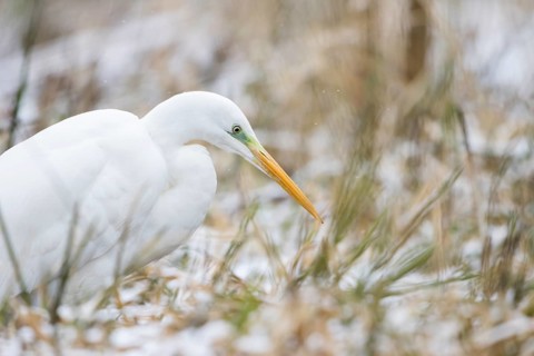 Great egret (Ardea alba)