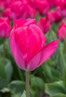 Pink Tulip blossom of Lady van Eijk