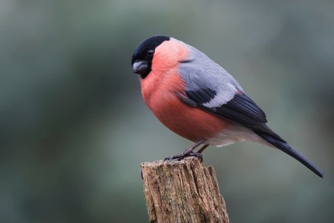 Bullfinch (Pyrrhula pyrrhula)