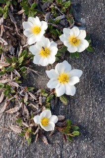 White dryad (Dryas octopetala)