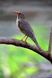 Kurrichane thrush (Turdus libonyanus)