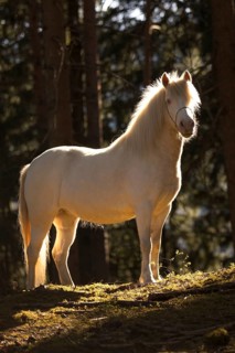 Welsh-Pony