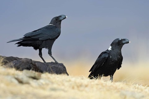 White-necked ravens (Corvus albicollis)