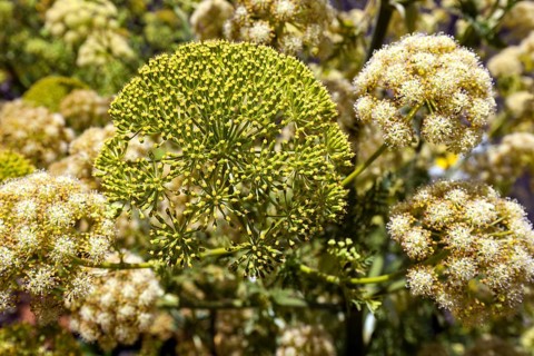Yellow flowering giant fennel (Ferula communis)